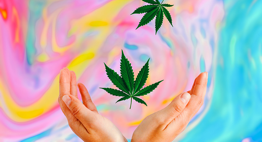 Weed Strains, Looking To Buy Cannabis Online? Here Is A List Of The Top 9 Weed Strains In Scarborough