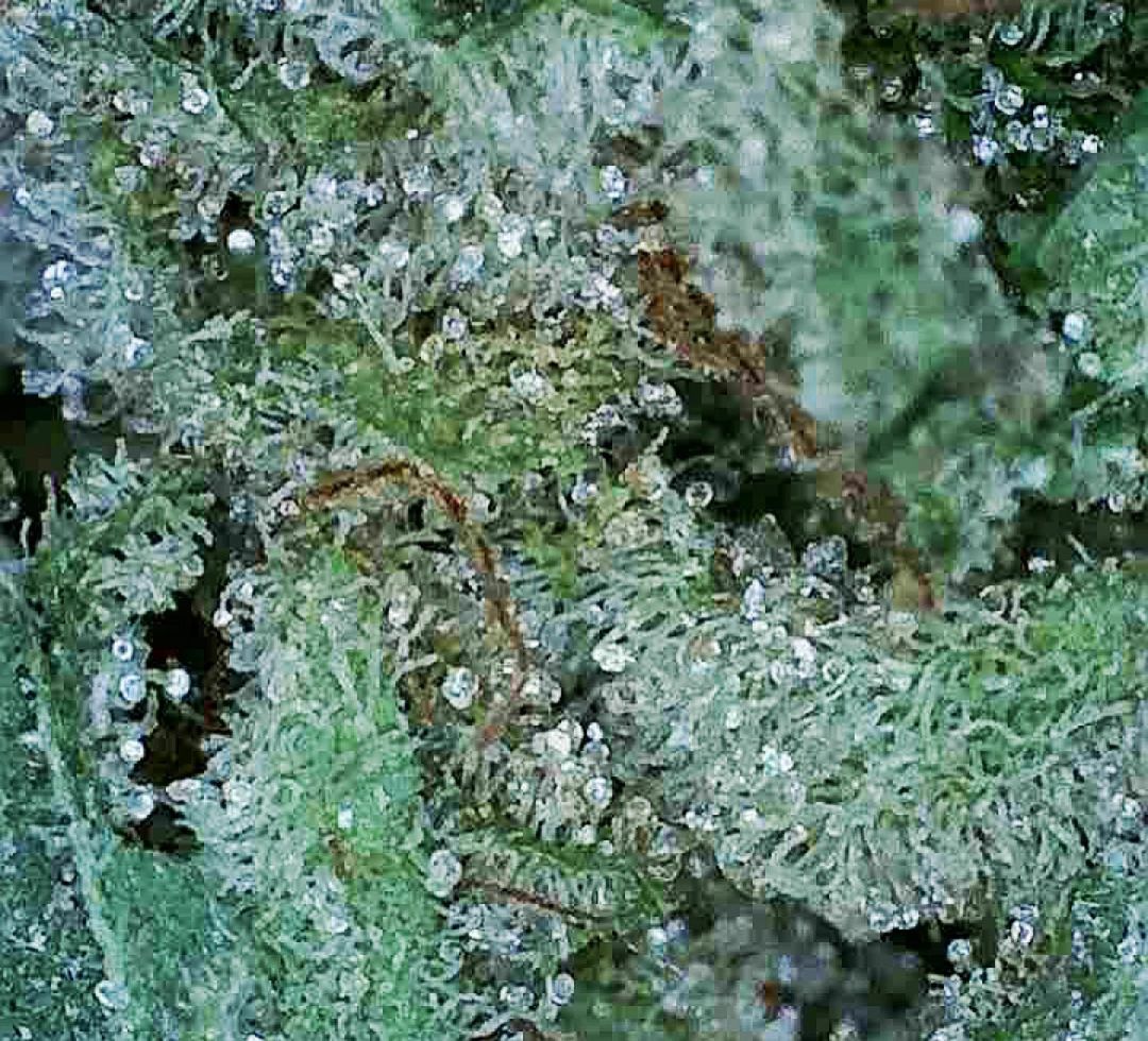 Cannabis Dispensary, Stok&#8217;d Cannabis Dispensary Strain Review: Island Cherry by Seven Leaf